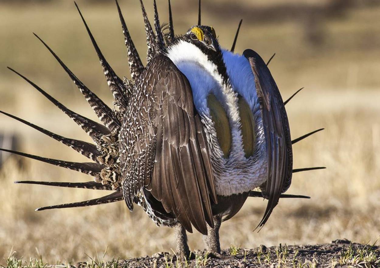 lawsuit targets trump oil, gas leases threatening sage grouse in